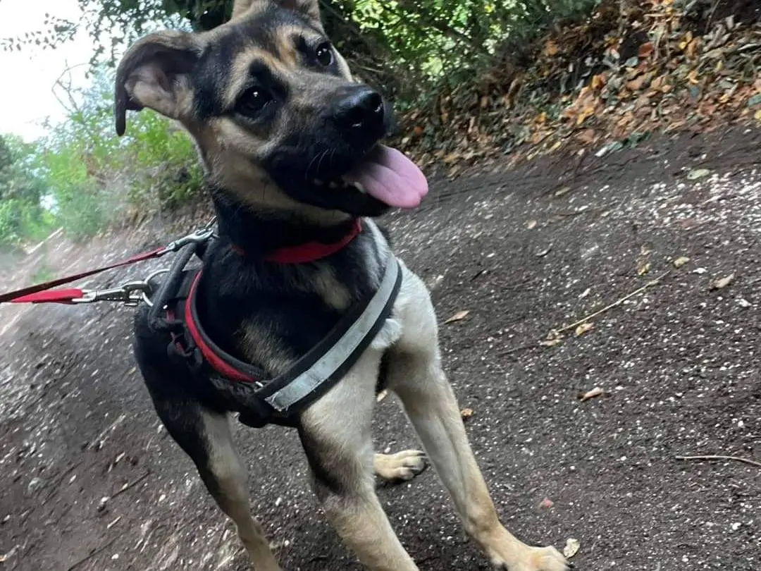 Adozione cane, femmina, meticcio, 4 anni e 9 mesi, taglia media contenuta, Napoli