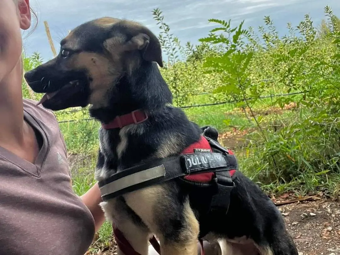 Adotta un cane, femmina, 4 anni e 9 mesi, Napoli
