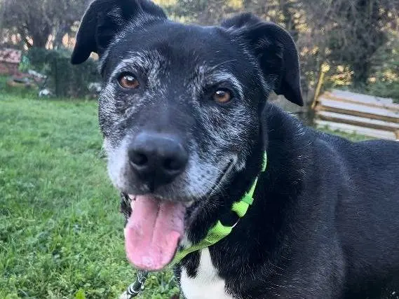 Vuoi adottare un cane a Alessandria?