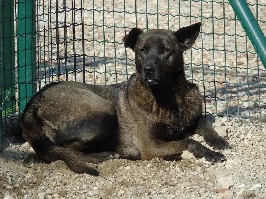 Adozione cane, femmina, Razza sconosciuta Razza sconosciuta, 12 anni e 5 mesi, taglia media, Lodi