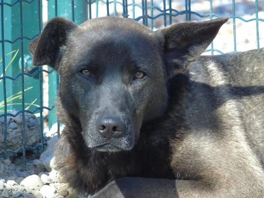 Adotta un cane, taglia media, femmina, Lodi