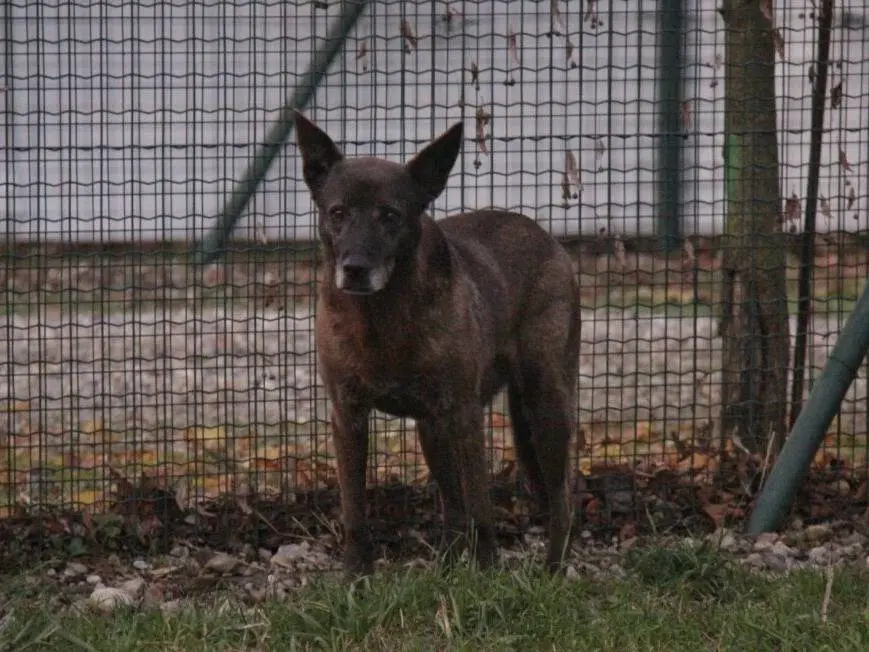 Adotta un cane, femmina, 12 anni e 5 mesi, Lodi