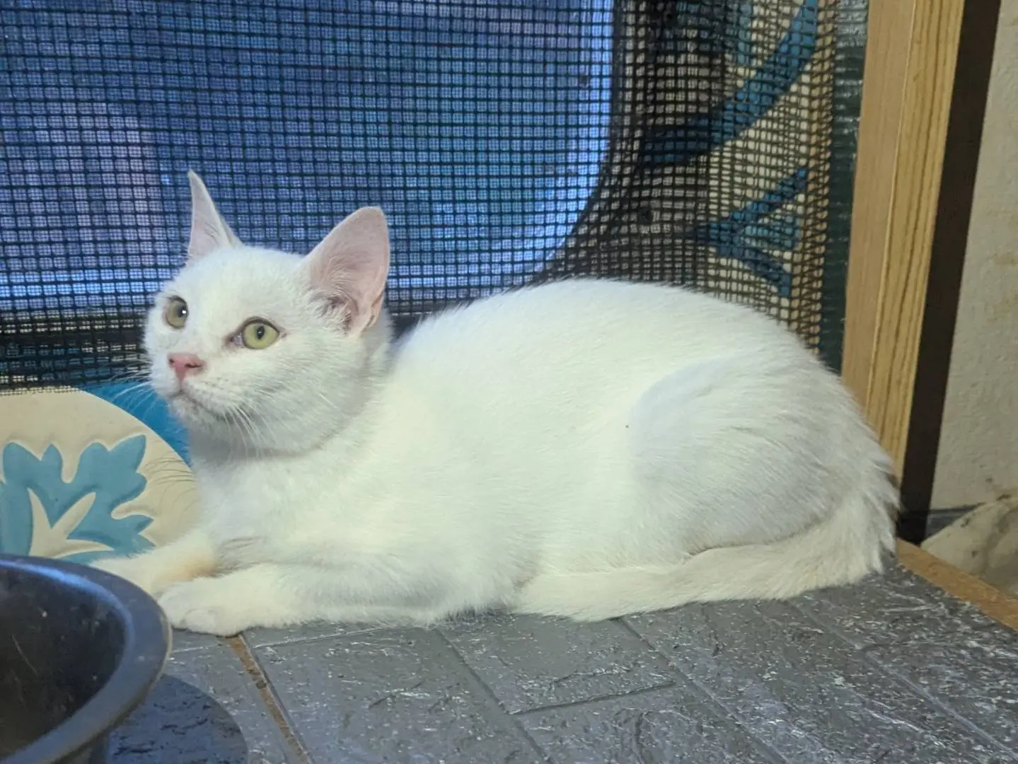 Adotta un gatto, taglia non valida, femmina, Teramo