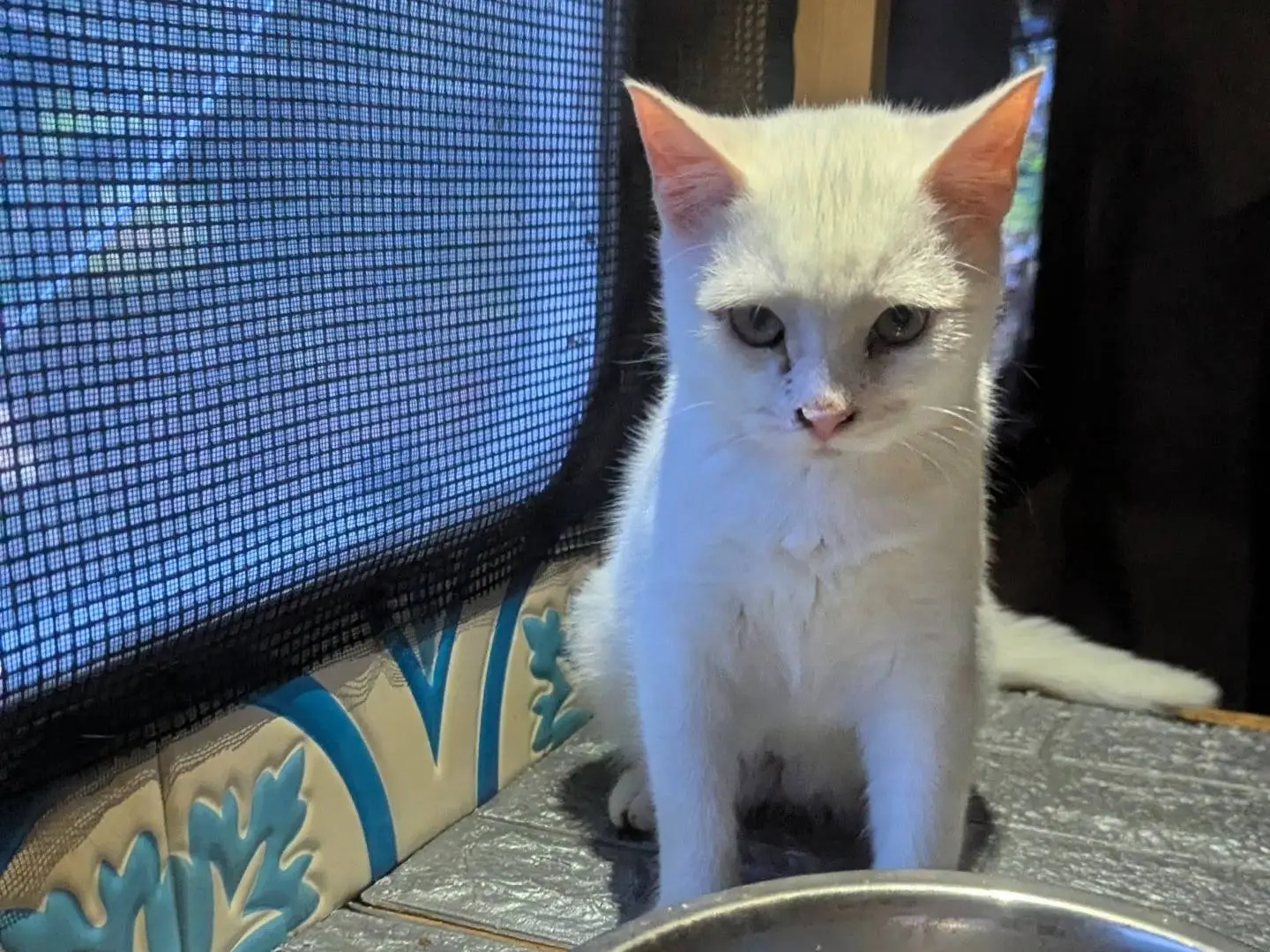 Adotta un gatto, femmina, 5 mesi, Teramo