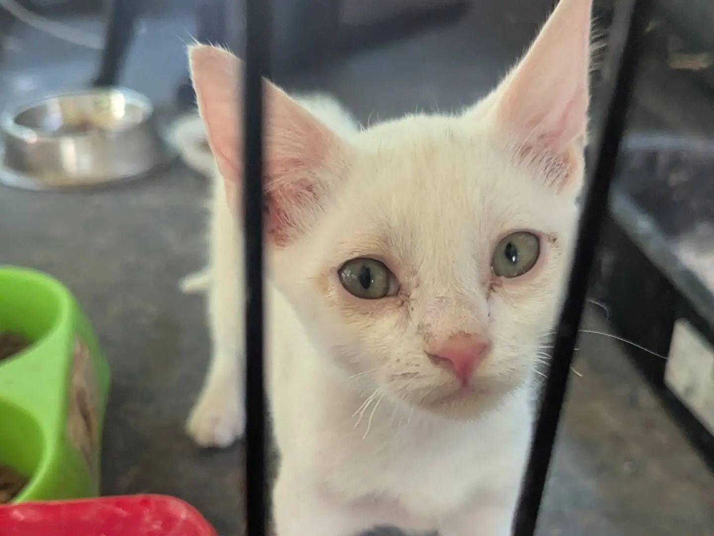 Foto 3 dell'animale