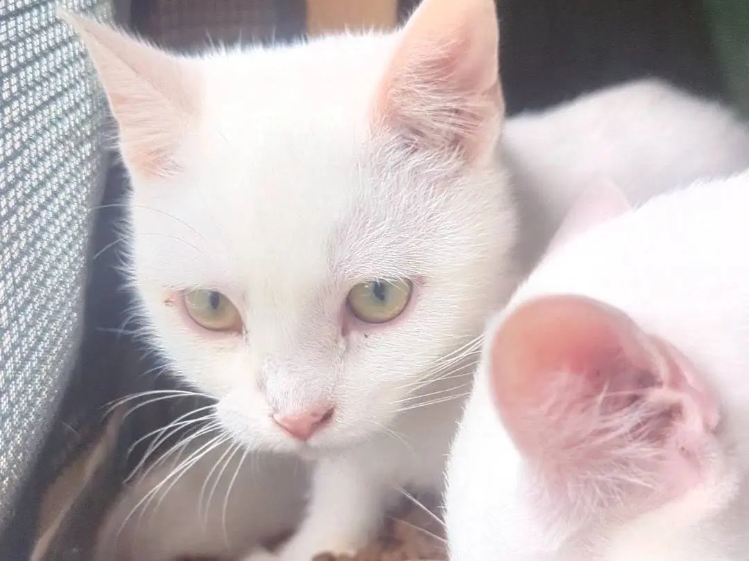 Adozione gatto, femmina, Razza sconosciuta Razza sconosciuta, 5 mesi, taglia non valida, Teramo