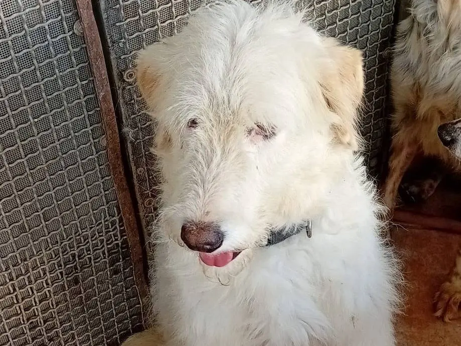 Adotta un cane, femmina, 5 anni e 7 mesi, Napoli