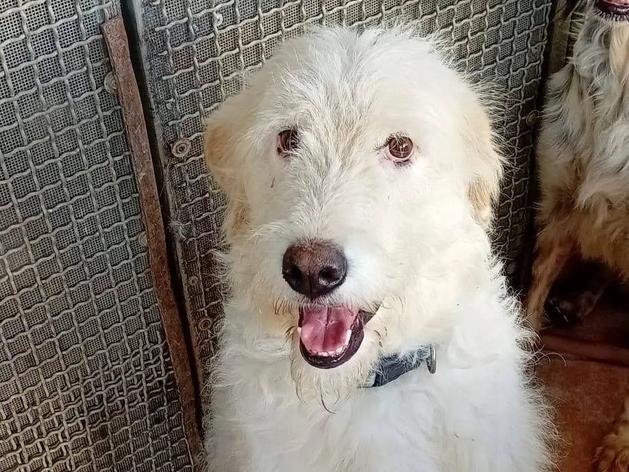 Adozione cane, femmina, Razza sconosciuta Razza sconosciuta, 5 anni e 7 mesi, taglia media contenuta, Napoli