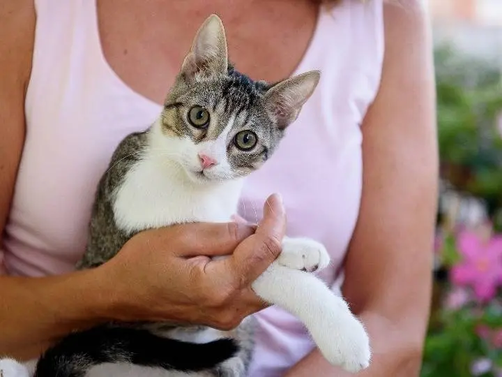 Adozione gatto, femmina, Razza sconosciuta Razza sconosciuta, 5 mesi, taglia non valida, Monza