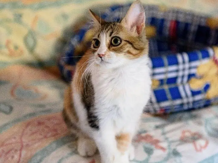 Adotta un gatto, femmina, 5 mesi, Monza