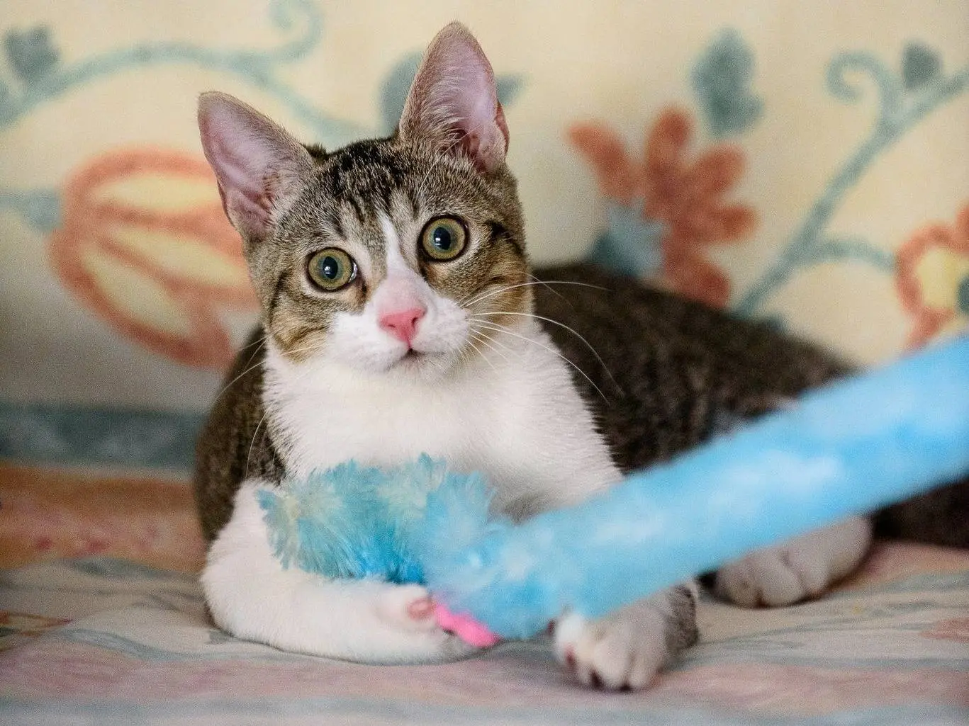 Vuoi adottare un gatto a Monza?