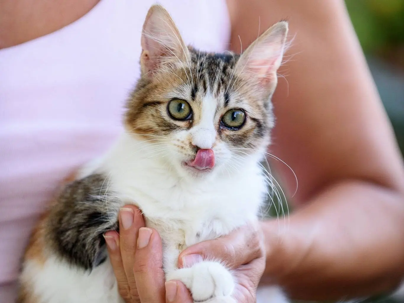 Adotta un gatto, taglia non valida, femmina, Monza