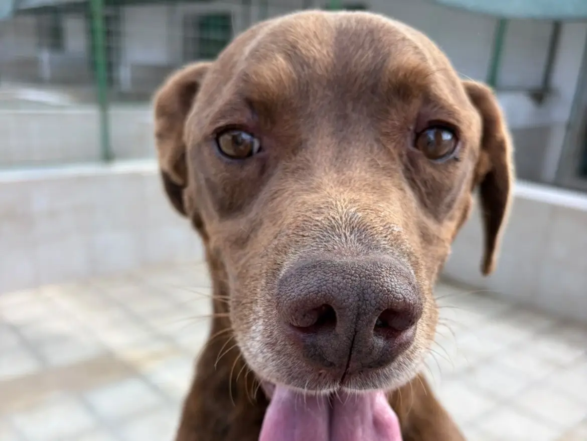 Adozione cane, maschio, Pitbull Razza sconosciuta, 7 anni e 2 mesi, taglia grande, Caserta