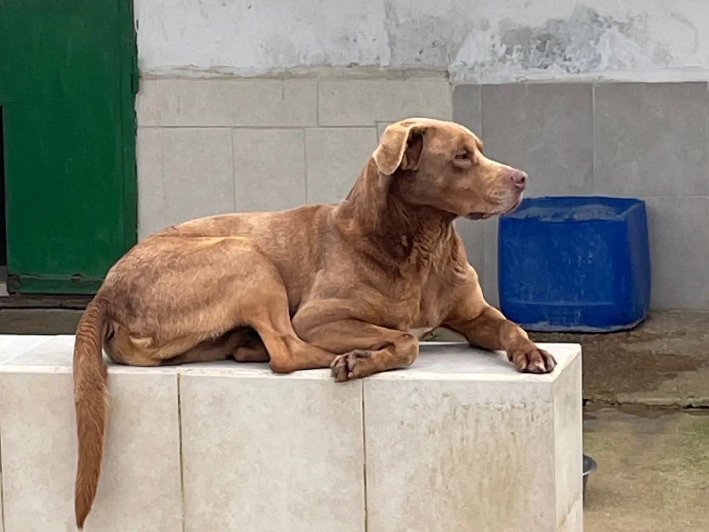 Adotta un cane, taglia grande, maschio, Caserta