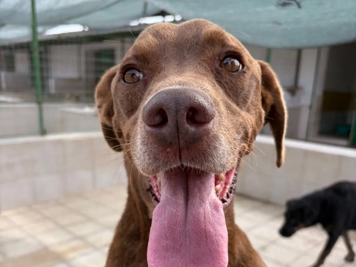 Adotta un cane, maschio, 7 anni e 2 mesi, Caserta