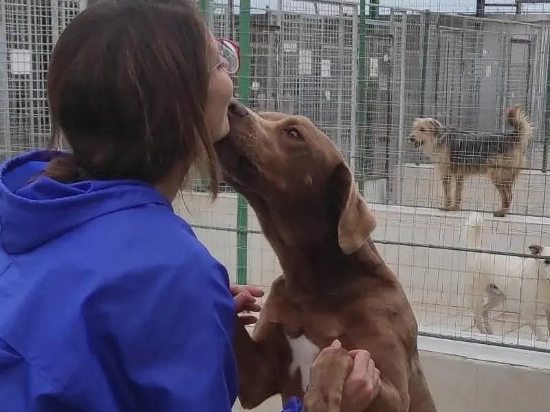 Adotta il cane Garibaldi a Caserta