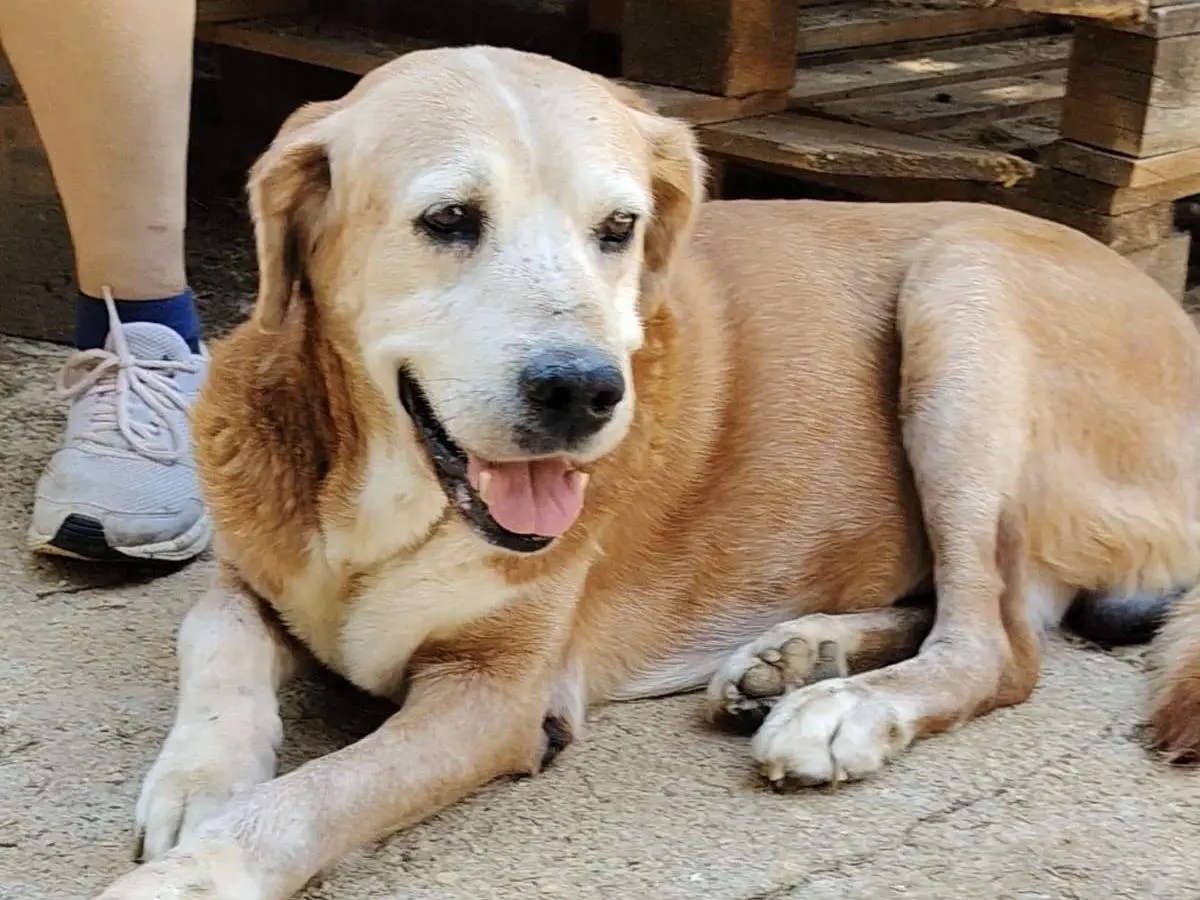 Adotta un cane, maschio, 12 anni e 6 mesi, Roma