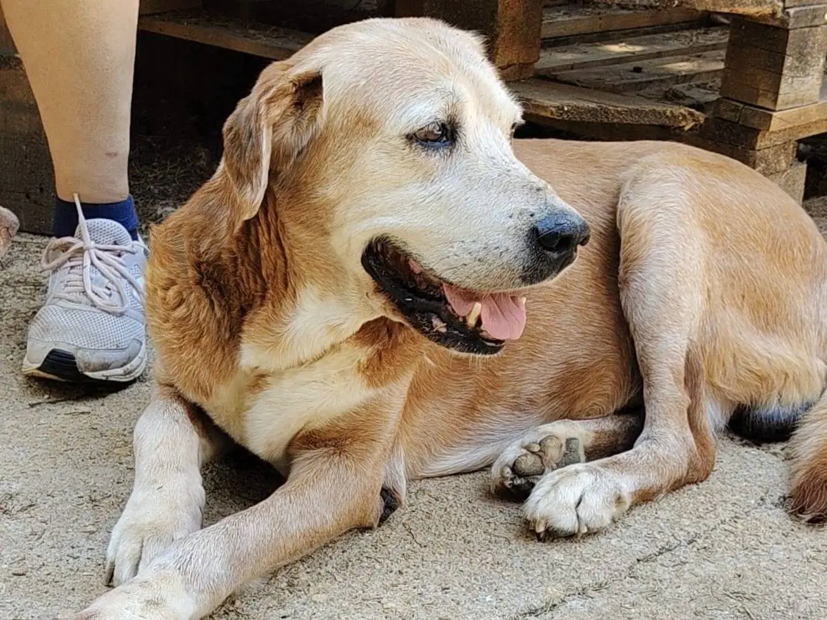 Adozione cane, maschio, Razza sconosciuta Razza sconosciuta, 12 anni e 6 mesi, taglia media, Roma