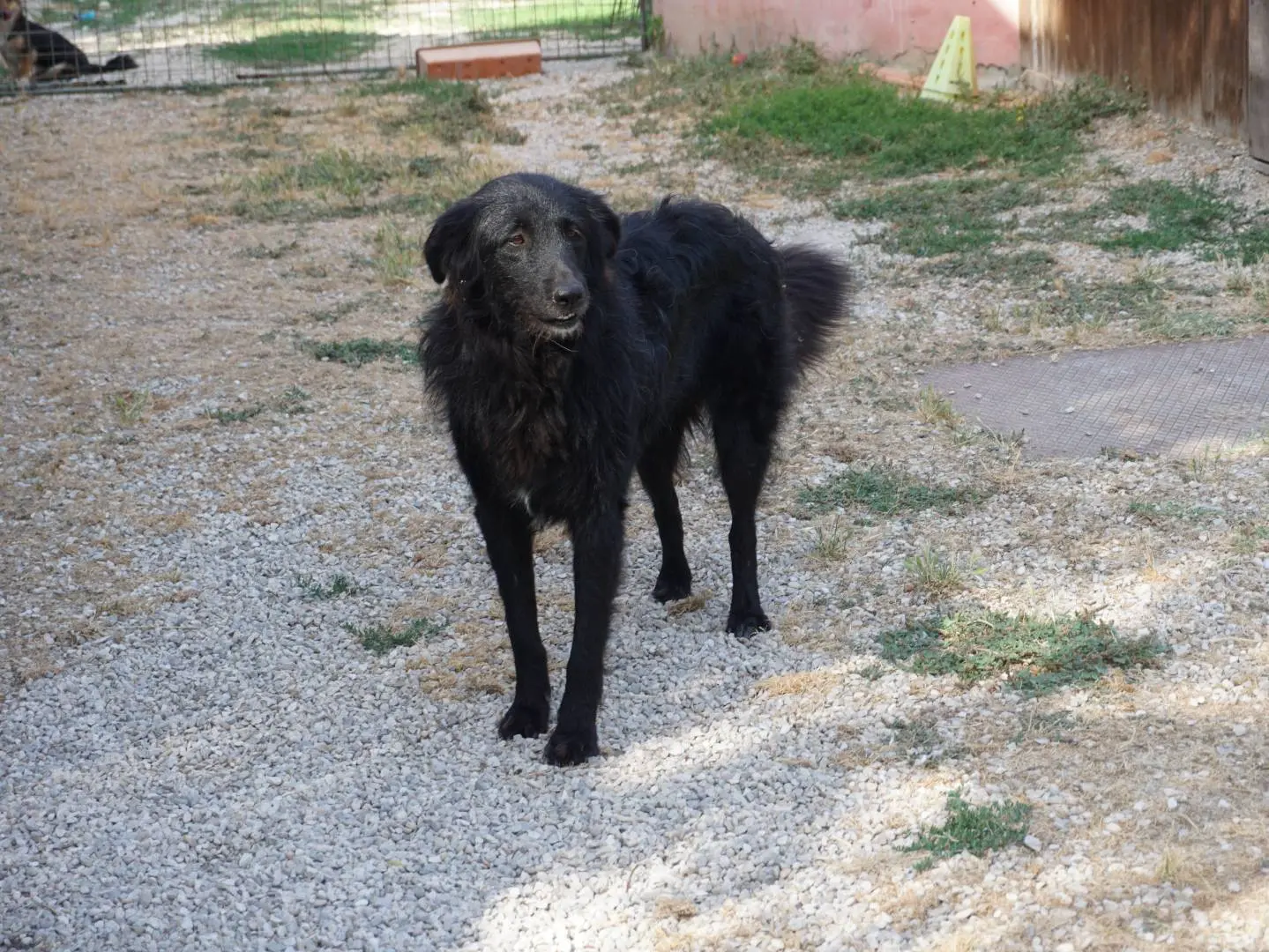 Foto 2 dell'animale