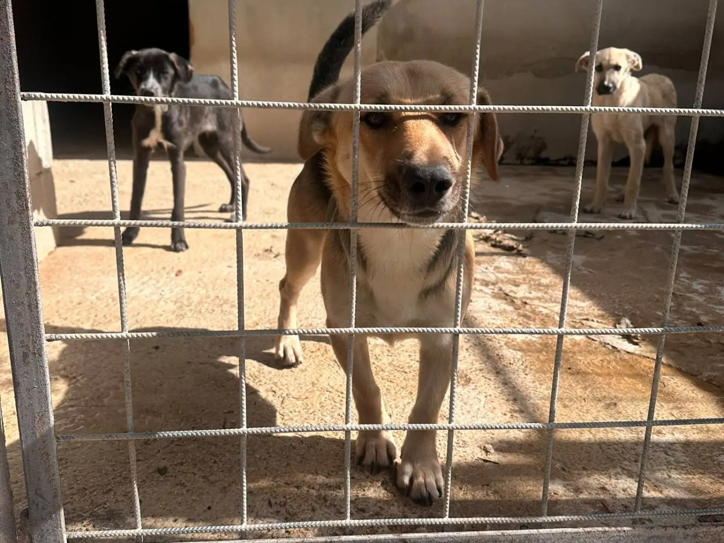 Adozione cane, femmina, Razza sconosciuta Razza sconosciuta, 1 anno e 3 mesi, taglia piccola, Avellino