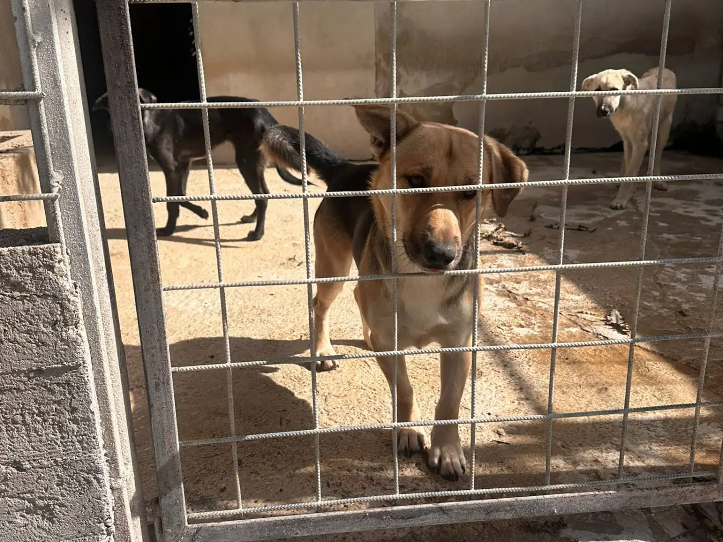 Adotta un cane, femmina, 1 anno e 3 mesi, Avellino