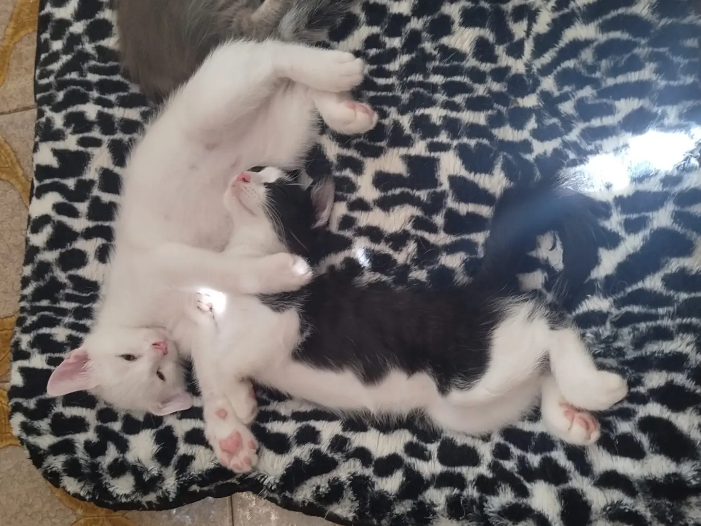 Adotta un gatto, maschio, 3 mesi, Trento