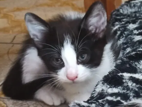 Adozione gatto, maschio, Razza sconosciuta Razza sconosciuta, 3 mesi, taglia non valida, Trento