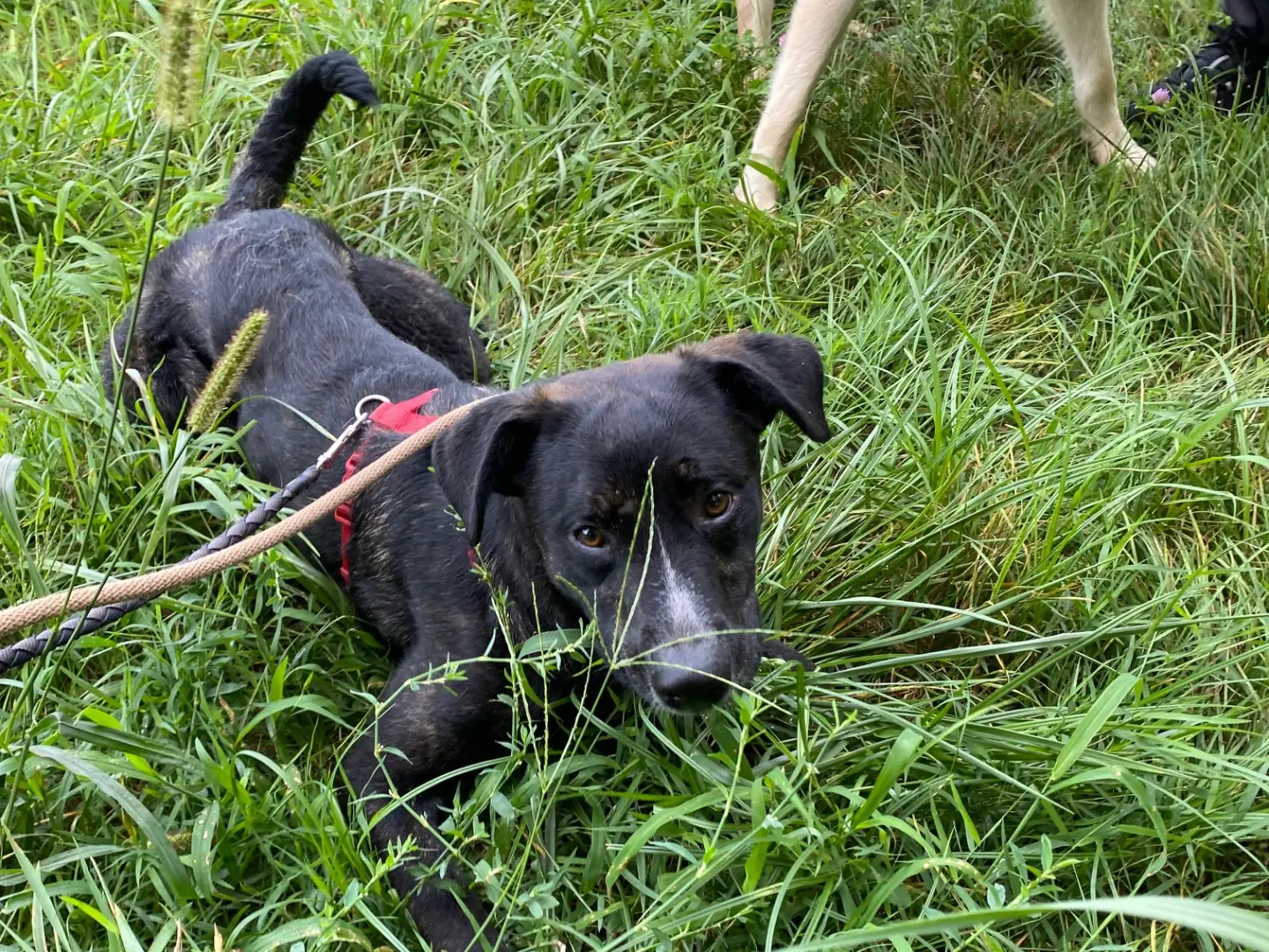 Adotta un cane, taglia media, maschio, Varese