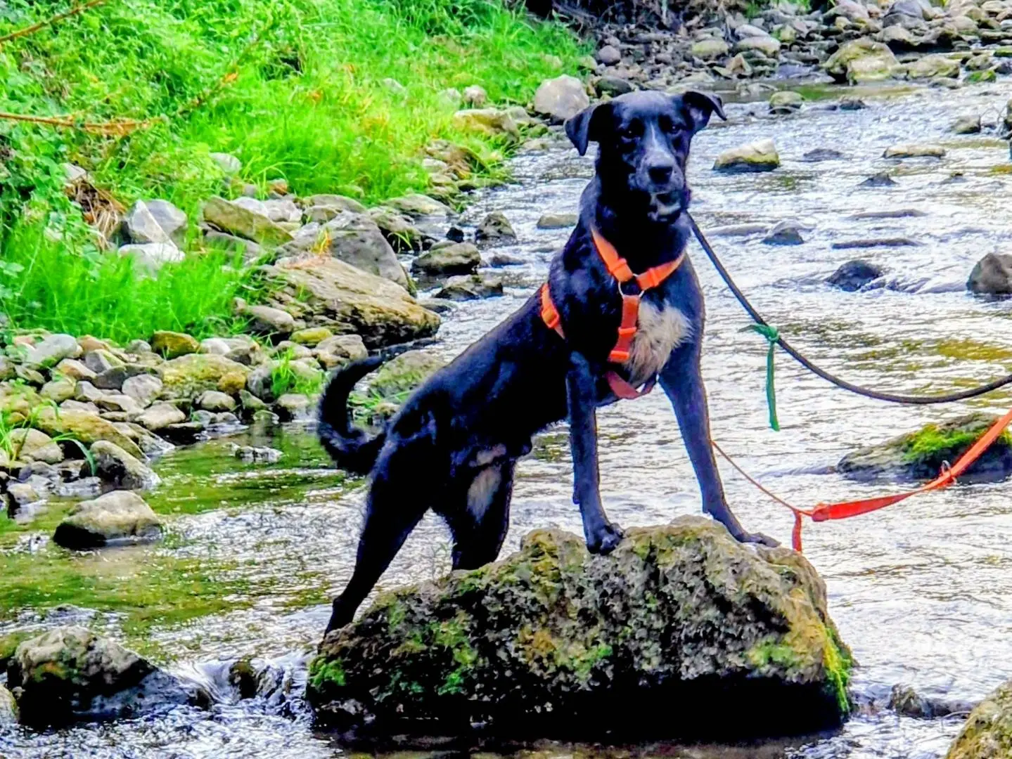 Adozione cane, maschio, Razza sconosciuta Razza sconosciuta, 2 anni e 4 mesi, taglia media, Varese