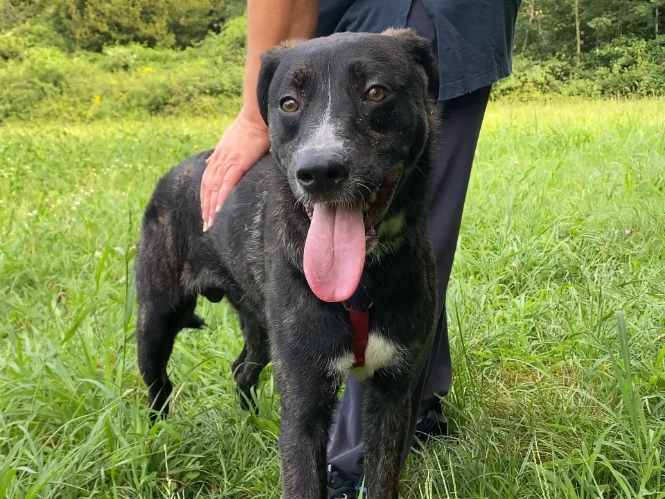 Adotta un cane, maschio, 2 anni e 4 mesi, Varese