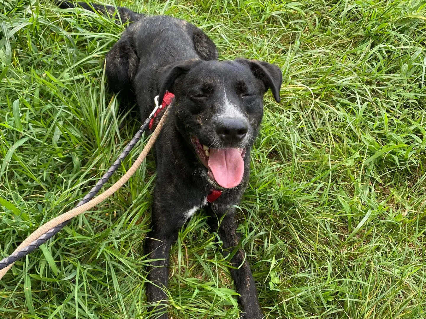 Adotta il cane Oliver  a Varese