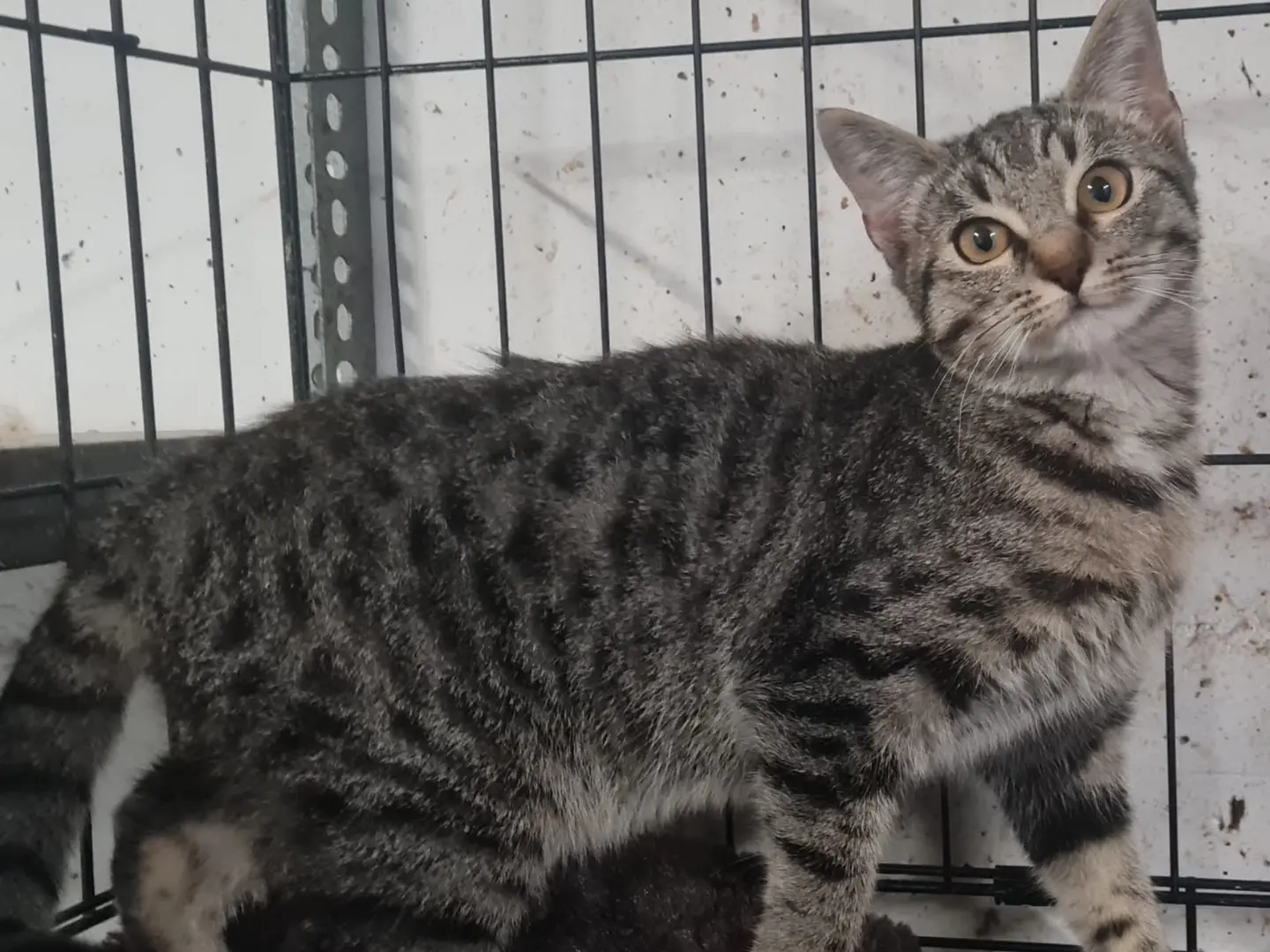 Adozione gatto, femmina, Razza sconosciuta Razza sconosciuta, 5 mesi, taglia non valida, Trento