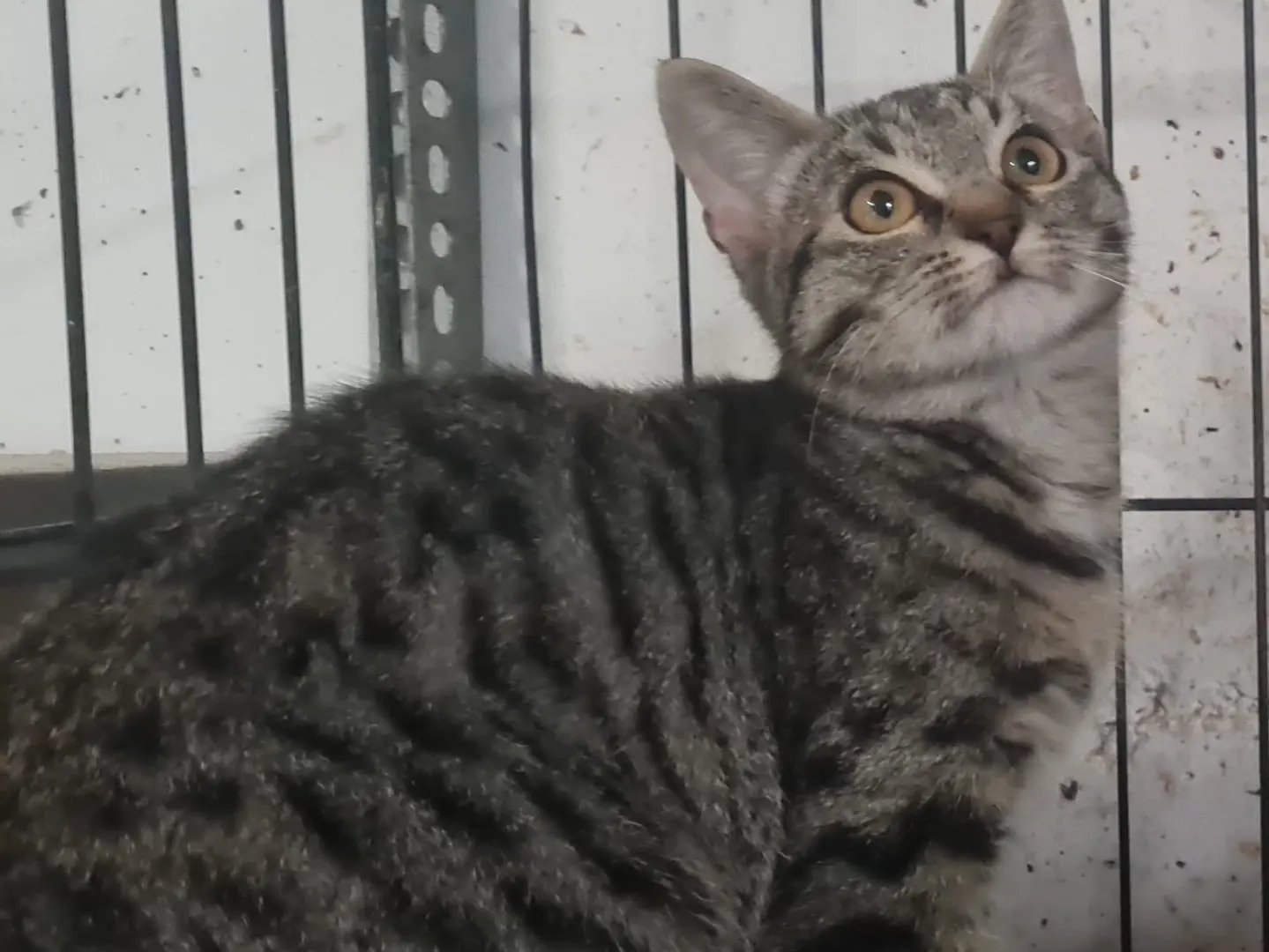 Vuoi adottare un gatto a Trento?