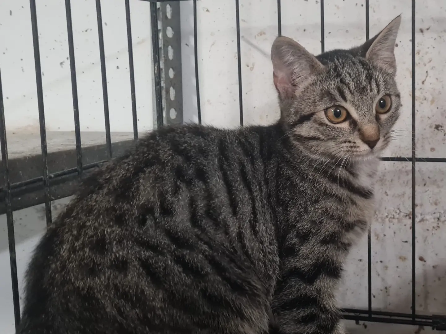 Adotta un gatto, taglia non valida, femmina, Trento