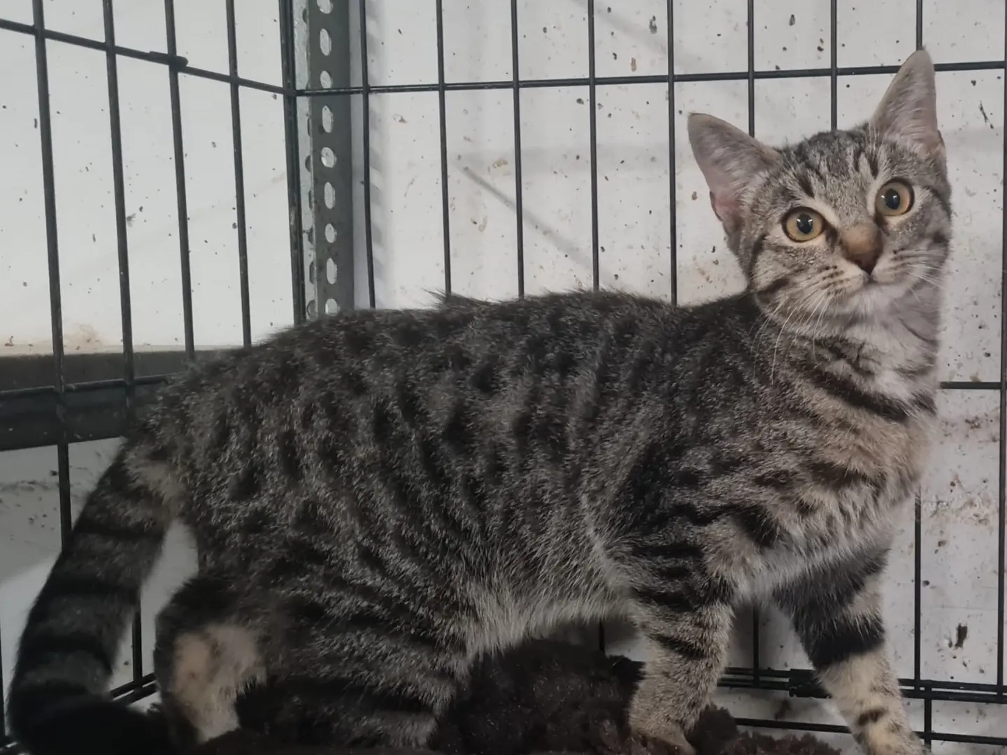 Adotta un gatto, femmina, 5 mesi, Trento