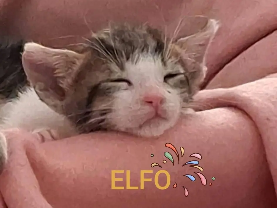 Adotta un gatto, taglia non valida, maschio, Bari