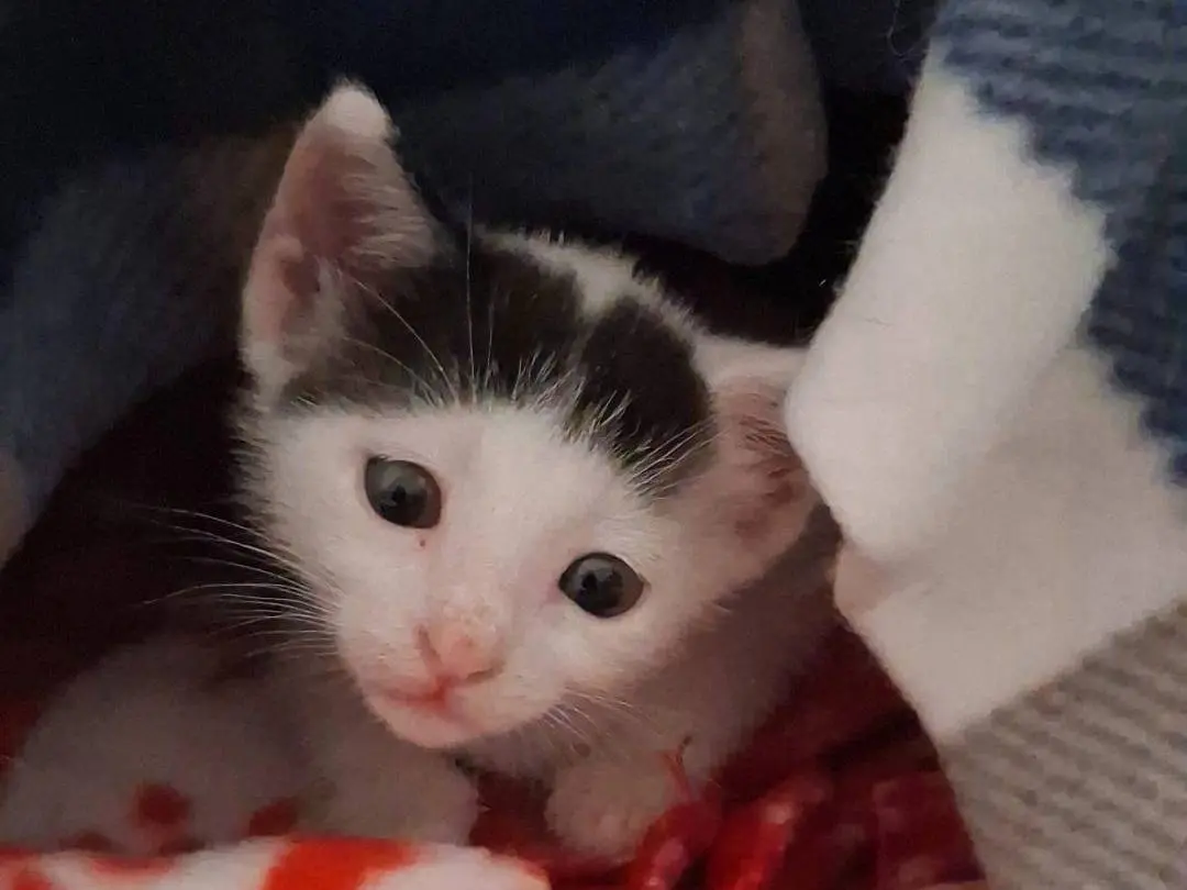 Vuoi adottare un gatto a Bari?