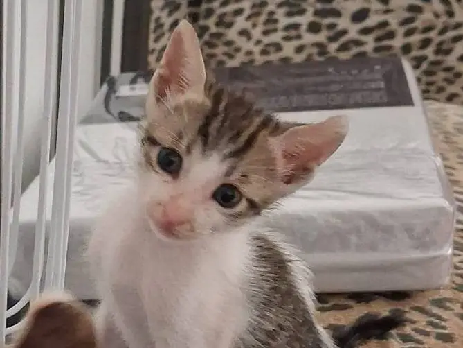 Adotta il gatto Luna Elfo Artù a Bari