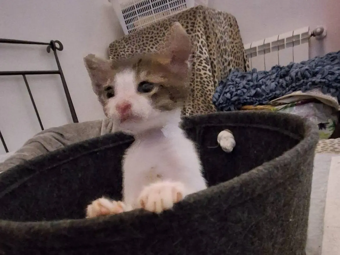 Adotta un gatto, maschio, 1 mese, Bari