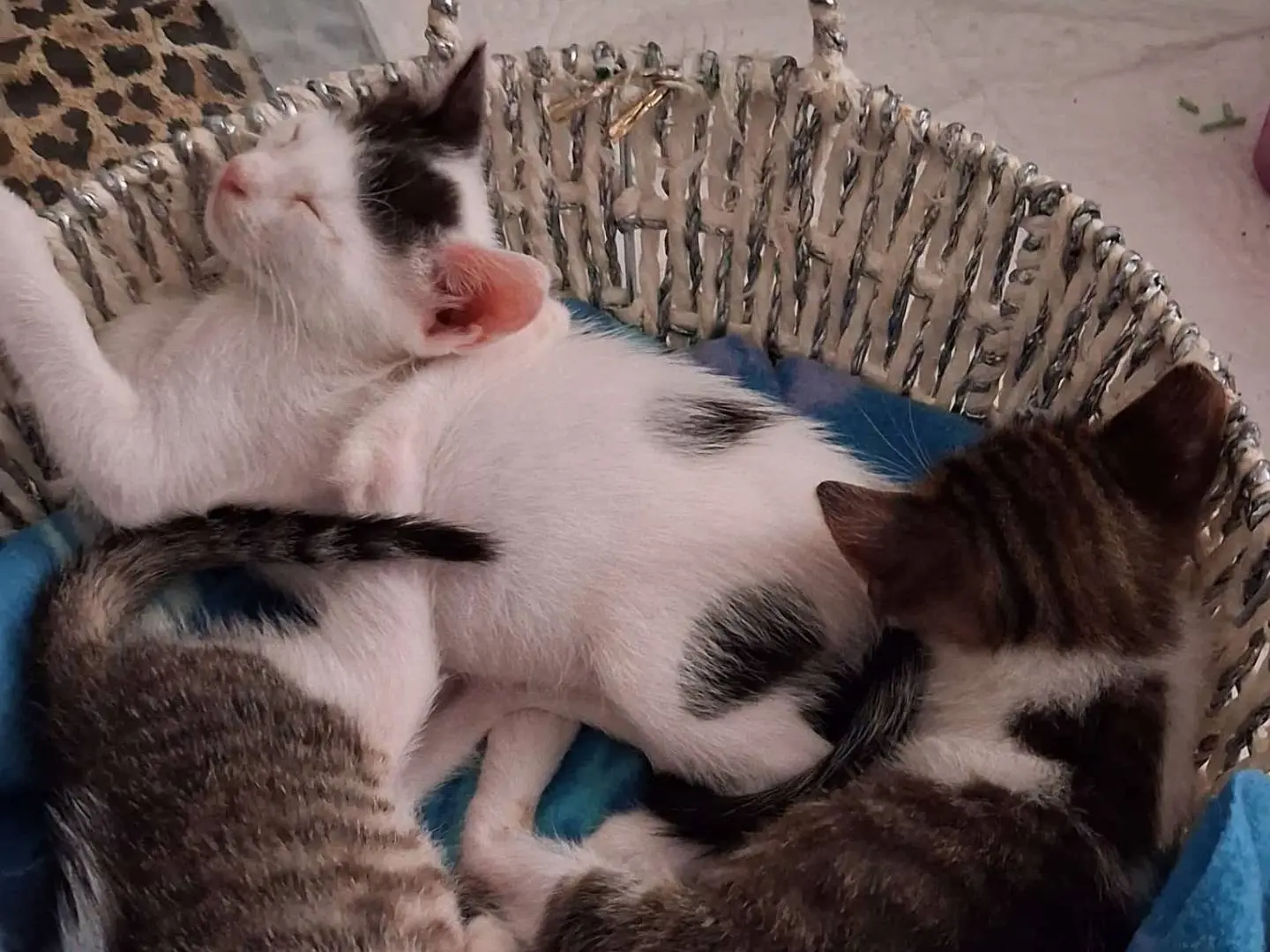Adozione gatto, maschio, Razza sconosciuta Razza sconosciuta, 1 mese, taglia non valida, Bari