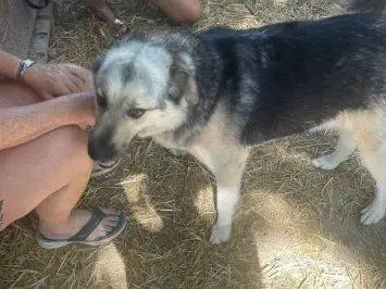 Foto 3 dell'animale