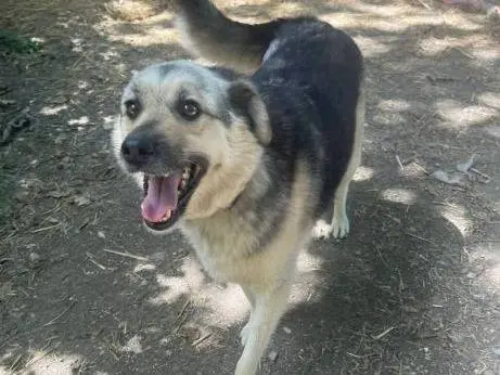 Vuoi adottare un cane a Frosinone?