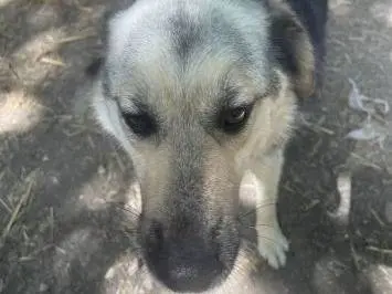 Adotta un cane, taglia media, maschio, Frosinone