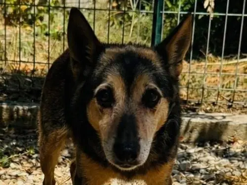 Foto 3 dell'animale