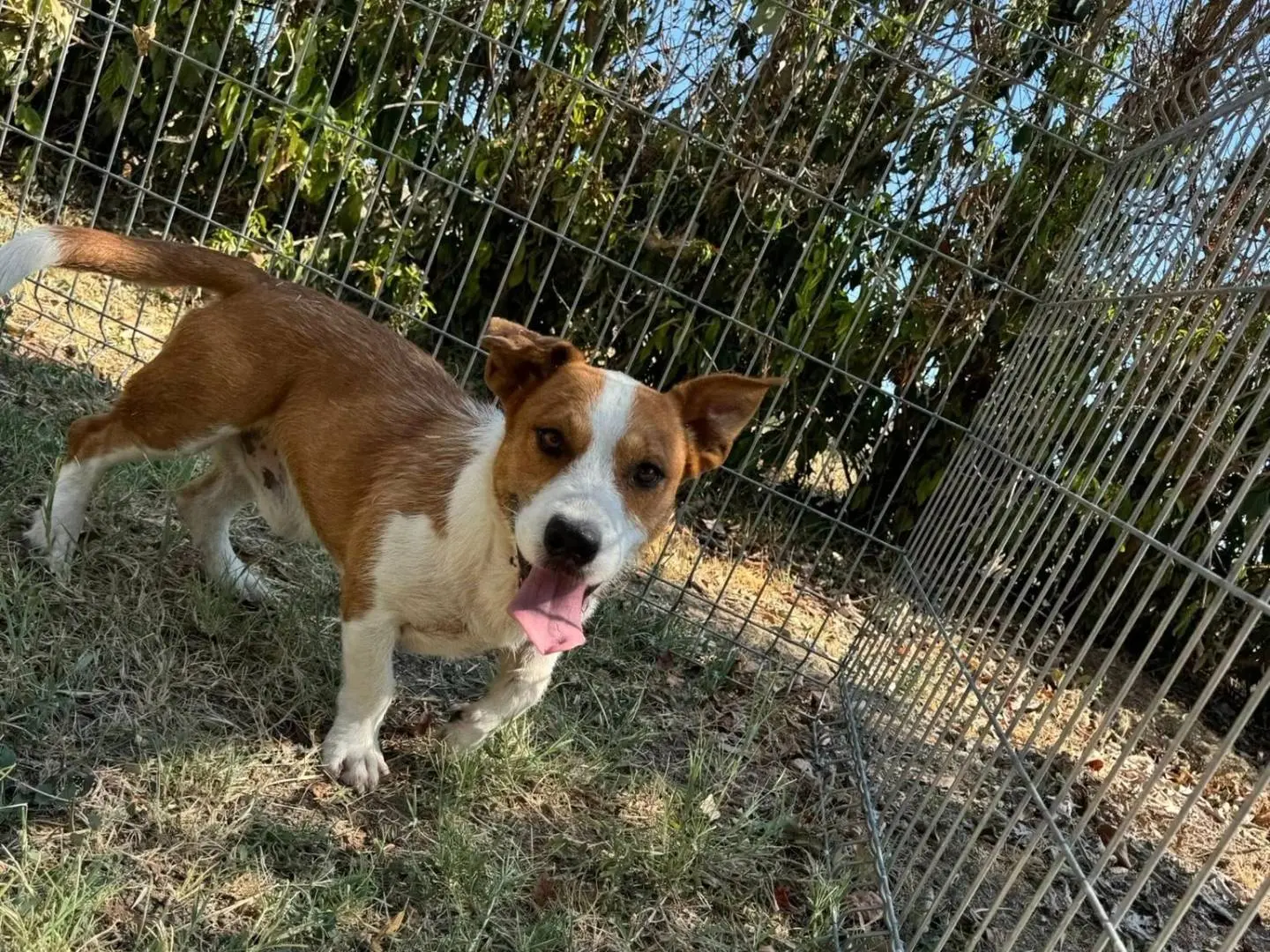 Adotta un cane, maschio, 8 anni e 4 mesi, Matera