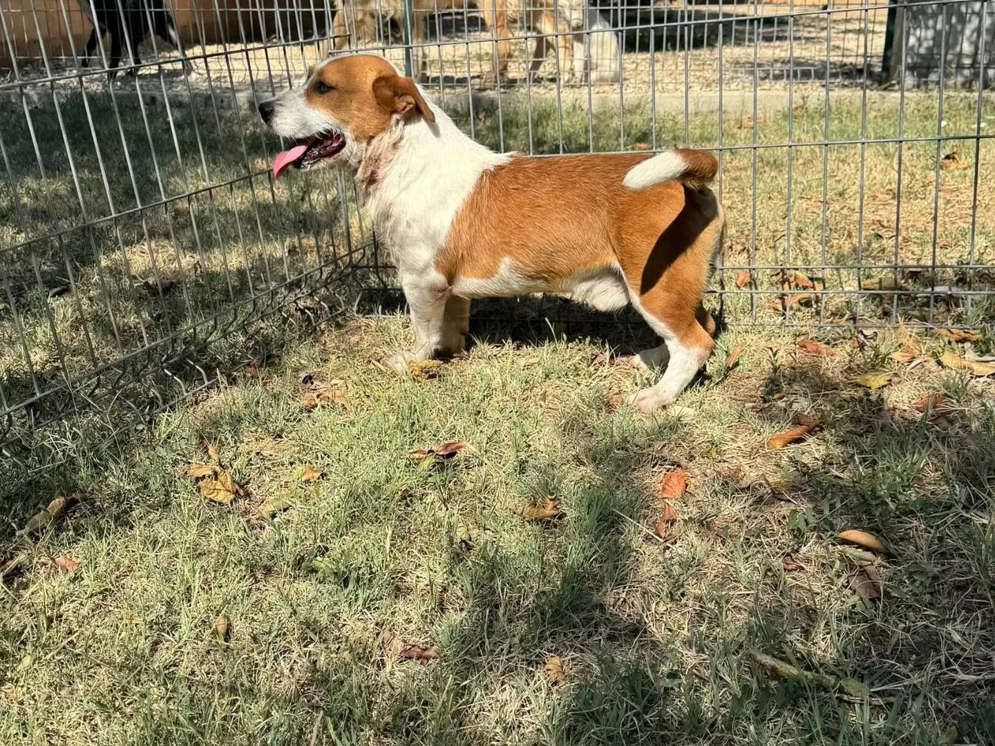 Vuoi adottare un cane a Matera?