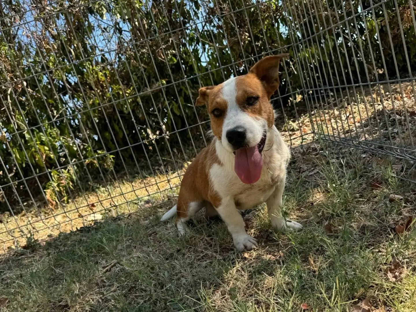 Adotta un cane, taglia media contenuta, maschio, Matera