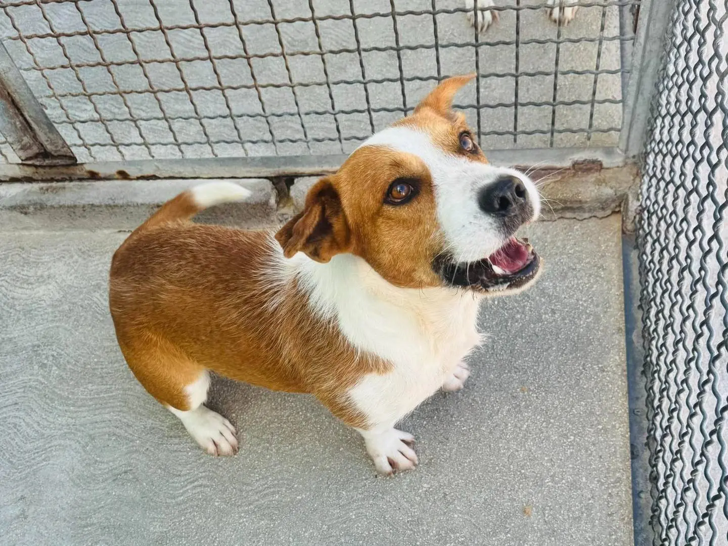Adozione cane, maschio, Jack Russell Terrier Razza sconosciuta, 8 anni e 4 mesi, taglia media contenuta, Matera