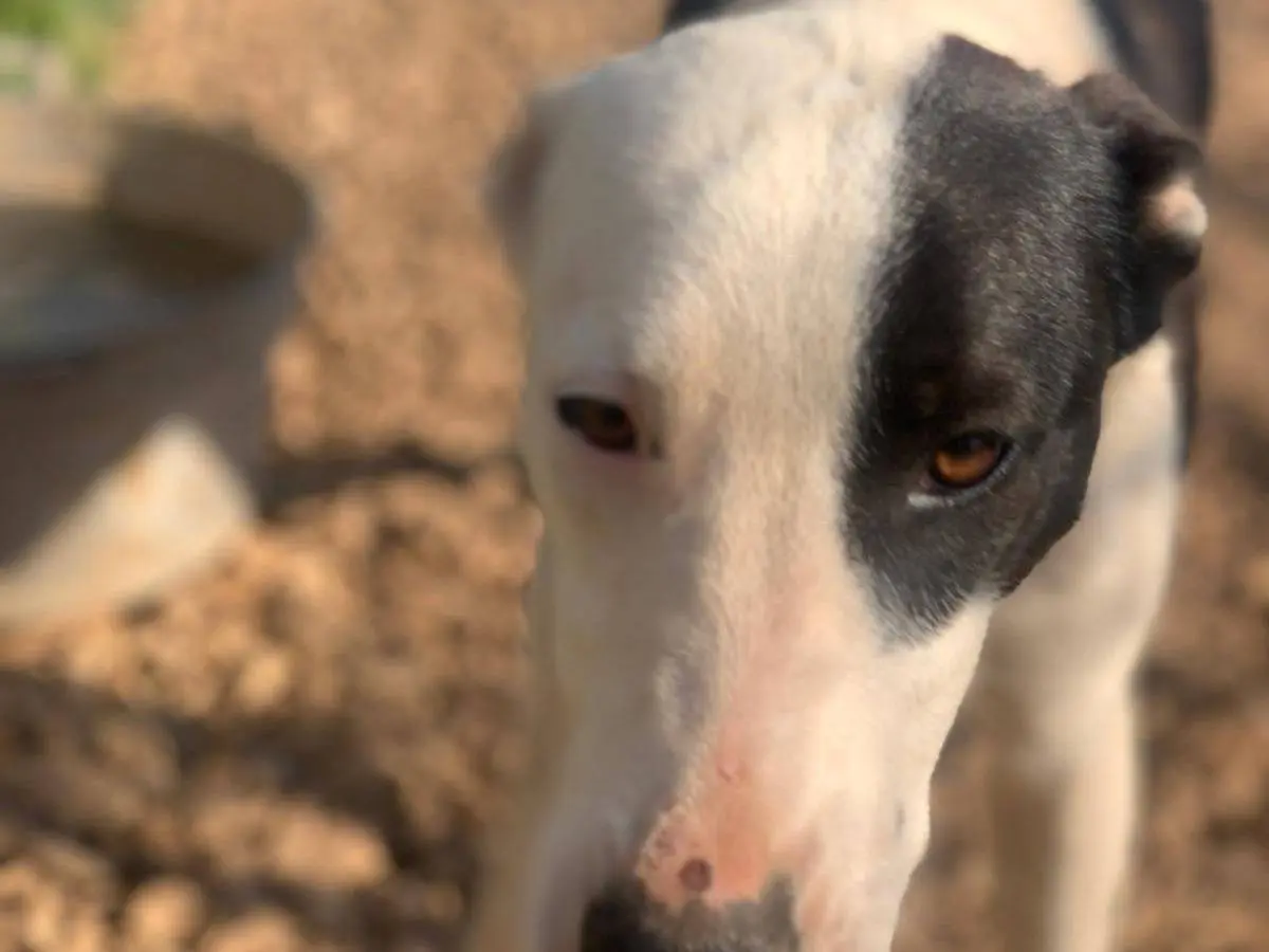 Adotta un cane, taglia media contenuta, femmina, Frosinone