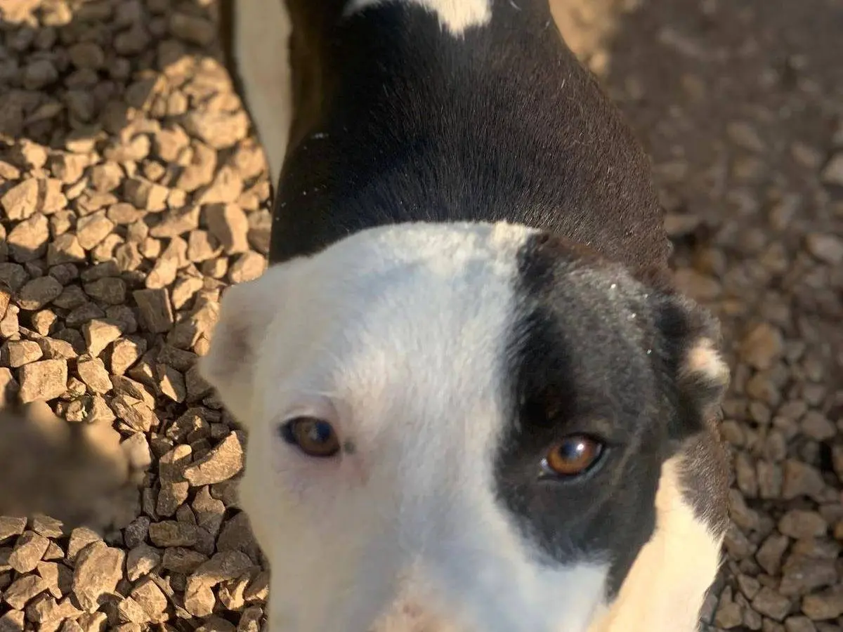Adotta un cane, femmina, 2 anni e 8 mesi, Frosinone